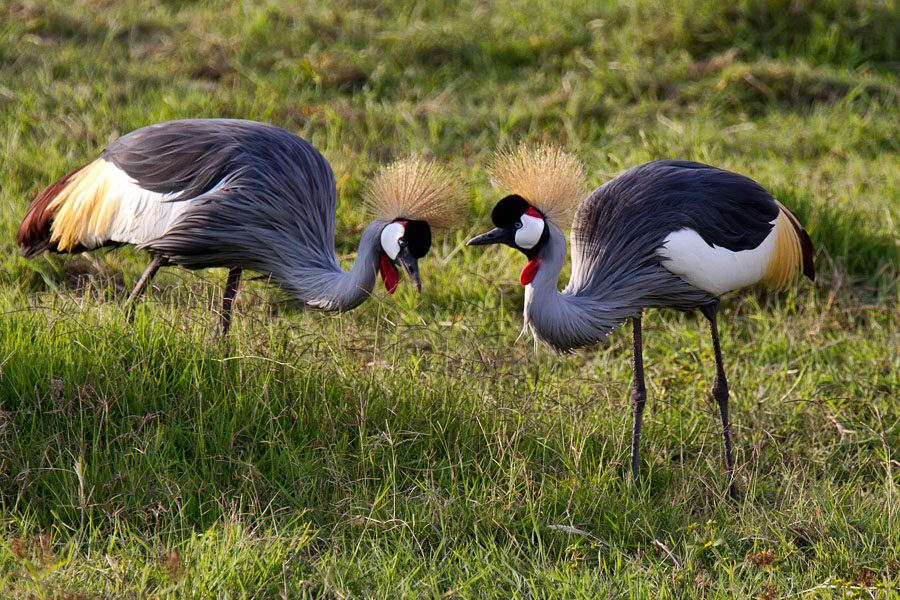  Grey crowned crane   Kenya